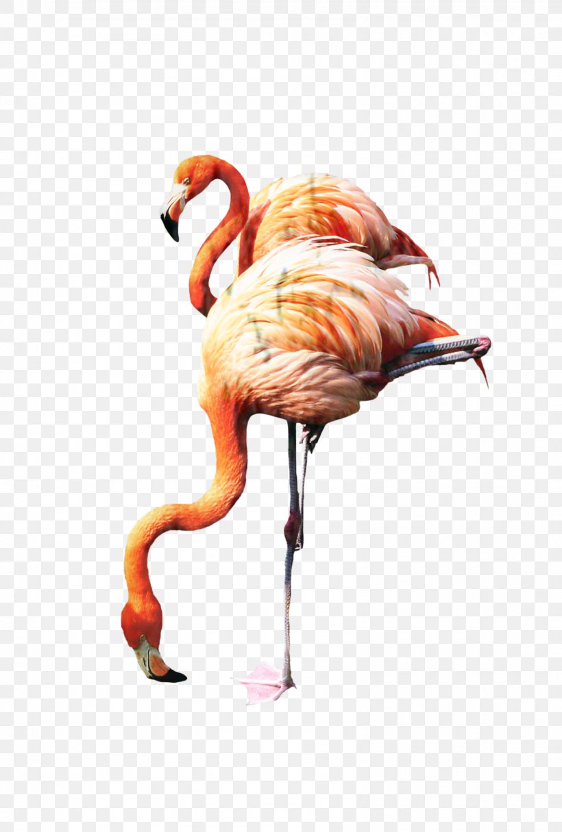 Albany Wallpapers Flamingos 823820 Albany Wallpapers Flamingos 823820 Wall Decal, PNG, 1598x2368px, Flamingo, Apple, Beak, Bird, Decal Download Free
