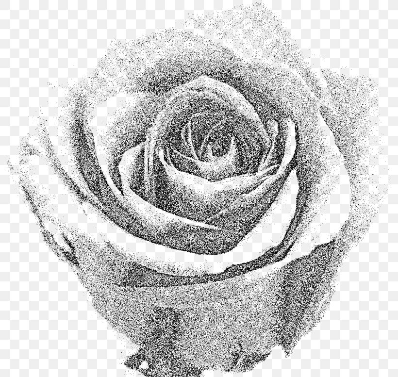 Garden Roses T-shirt Cut Flowers, PNG, 792x777px, Garden Roses, Artwork, Black And White, Cut Flowers, Drawing Download Free