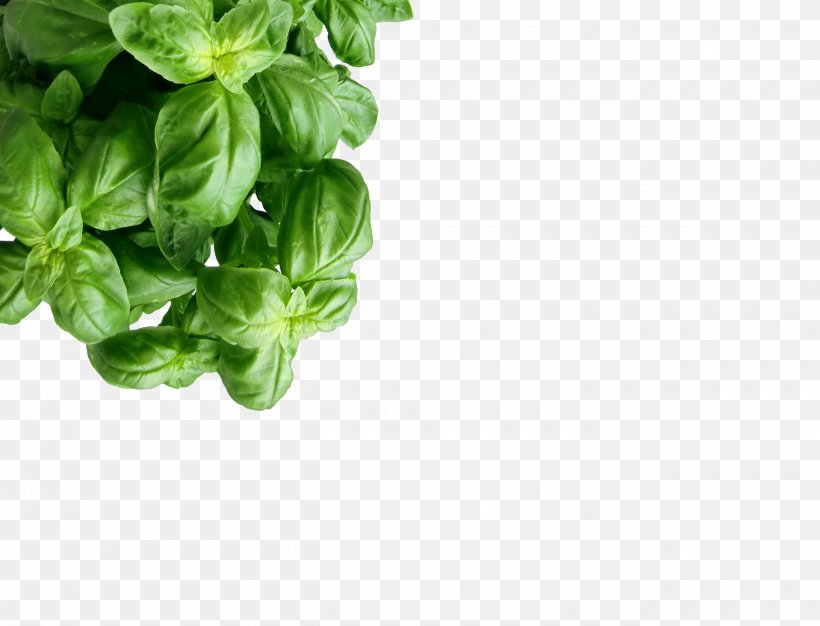 Herb Food Drying Oregano Spice, PNG, 2620x2001px, Herb, Basil, Cooking, Dish, Food Download Free