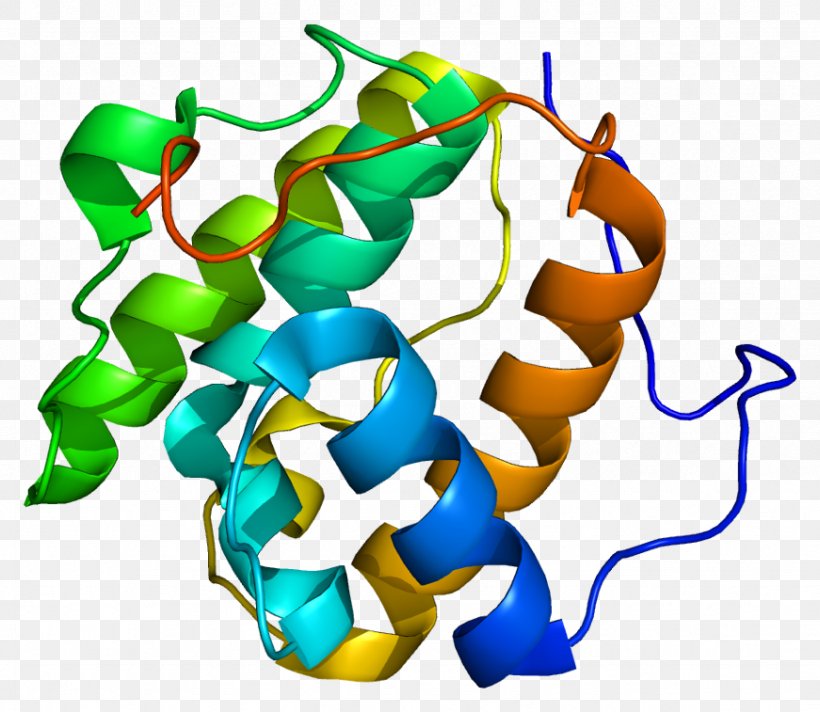 MAPRE1 Protein Human Gene TERF1, PNG, 871x757px, Protein, Artwork, Gene, Human, Microtubule Download Free