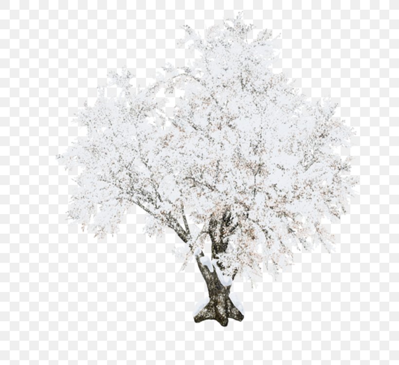Tree Branch Woody Plant Plant Twig, PNG, 750x750px, Tree, Branch, Drawing, Frost, Plant Download Free
