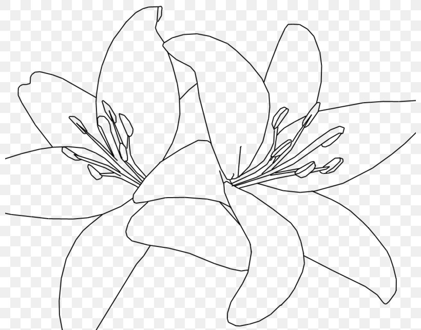 Floral Design Tiger Lily Drawing Line Art Sketch, PNG, 800x643px, Watercolor, Cartoon, Flower, Frame, Heart Download Free