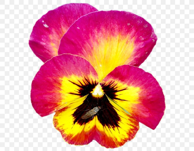 Pansy Annual Plant Close-up, PNG, 598x637px, Pansy, Annual Plant, Closeup, Flower, Flowering Plant Download Free