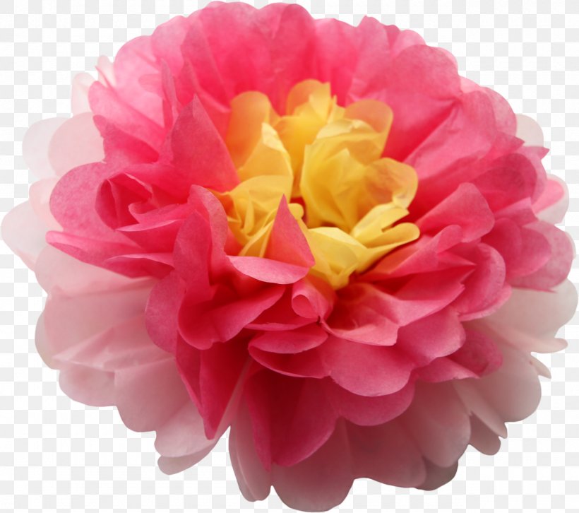 Cabbage Rose Pom-pom Pink Yellow Flower, PNG, 1280x1134px, Cabbage Rose, Artificial Flower, Cut Flowers, Dahlia, Dress Download Free