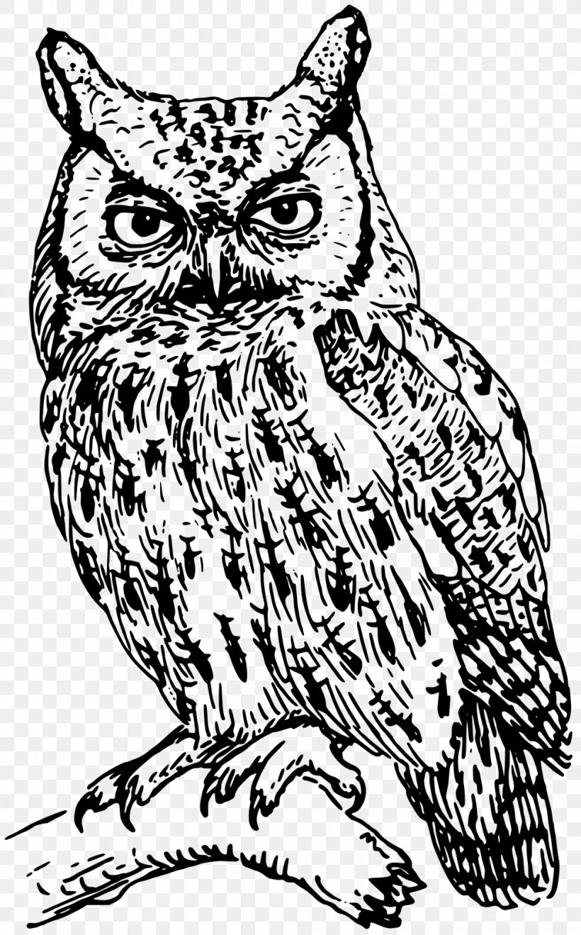 Owl Drawing Clip Art, PNG, 994x1600px, Owl, Art, Artwork, Beak, Bird Download Free