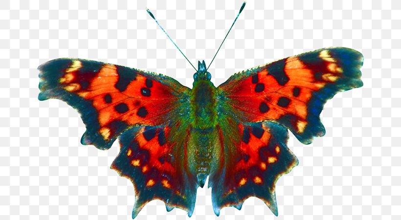 Butterfly Book Moth Insect Printing, PNG, 670x450px, Butterfly, Adhesive, Arthropod, Blurb, Book Download Free