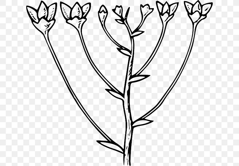 Clip Art Vector Graphics Openclipart Free Content, PNG, 640x571px, Drawing, Botany, Branch, Flower, Flowering Plant Download Free