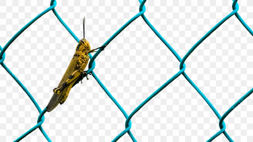 Perimeter Fence Wire Insect, PNG, 1280x719px, Fence, Area, Caelifera, Chainlink Fencing, Grasshopper Download Free