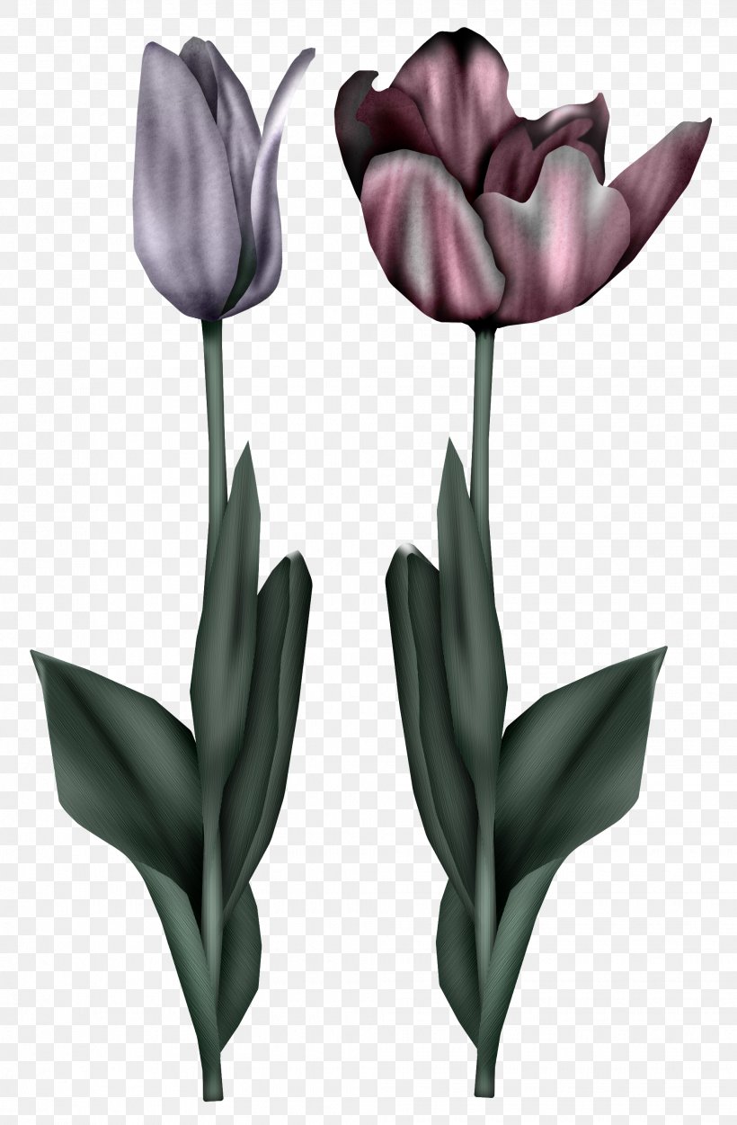 Tulip Flower Image Drawing Illustration, PNG, 1965x3000px, Tulip, Artificial Flower, Askartelu, Black Tulip, Blue Download Free