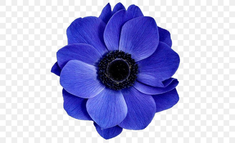 Blue Flower Rose, PNG, 500x500px, Flower, Anemone, Blue, Blue Flower, Blue Rose Download Free