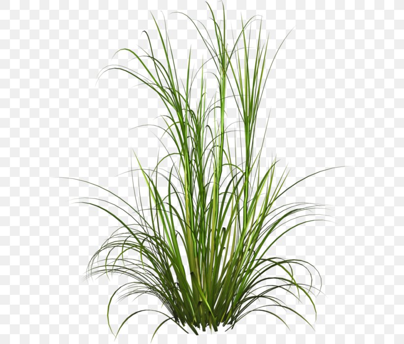 Fountain Grass Ornamental Grass Lawn Soft Rush, PNG, 630x700px, Fountain Grass, Chrysopogon Zizanioides, Commodity, Evergreen, Fountaingrasses Download Free