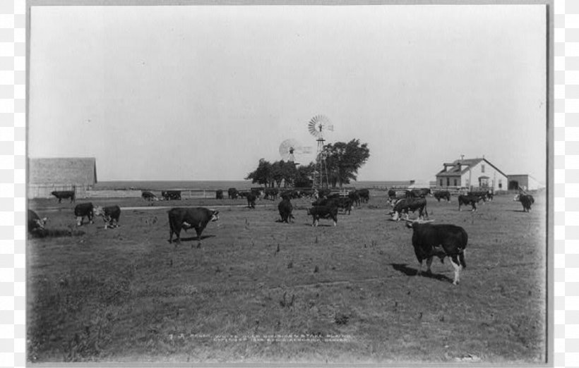 JA Ranch Hereford Cattle Texas Panhandle Farm, PNG, 926x590px, Ranch, Barn, Black And White, Car, Cattle Download Free