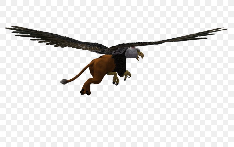 Vulture Velociraptor Eagle Beak Feather, PNG, 1024x645px, Vulture, Beak, Bird, Bird Of Prey, Eagle Download Free