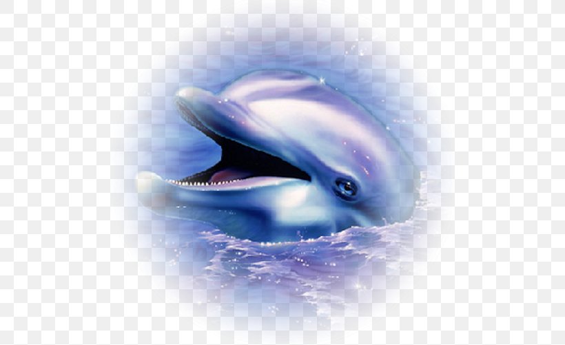 Common Bottlenose Dolphin Animal Drawing Clip Art, PNG, 500x501px, Dolphin, Animal, Aquatic Animal, Automotive Design, Bottlenose Dolphin Download Free