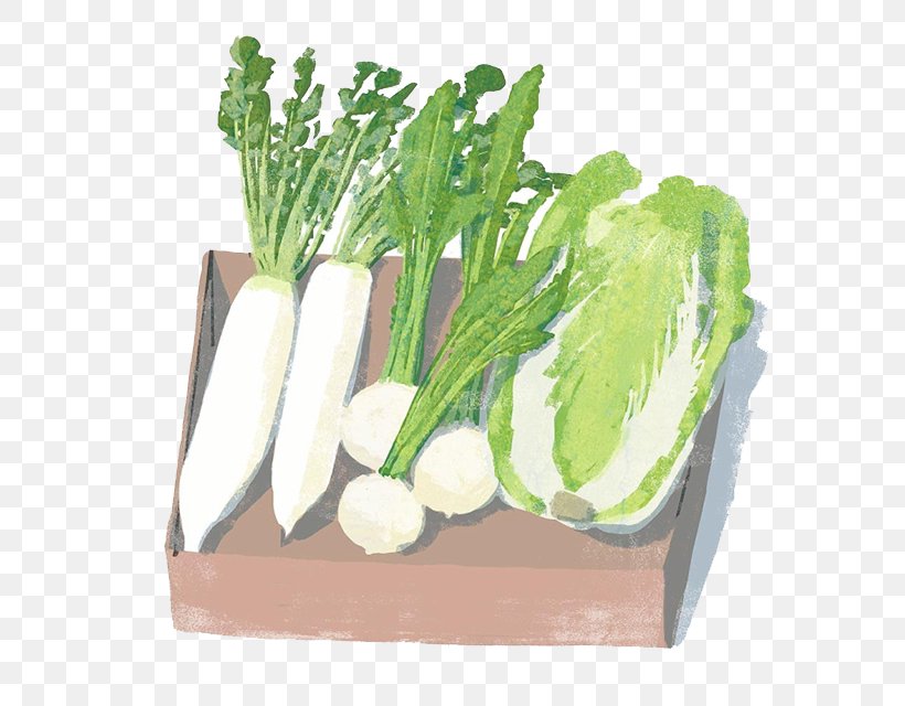 Daikon Vegetable Napa Cabbage Chinese Cabbage Illustration, PNG, 600x640px, Daikon, Cabbage, Cartoon, Chard, Chinese Cabbage Download Free