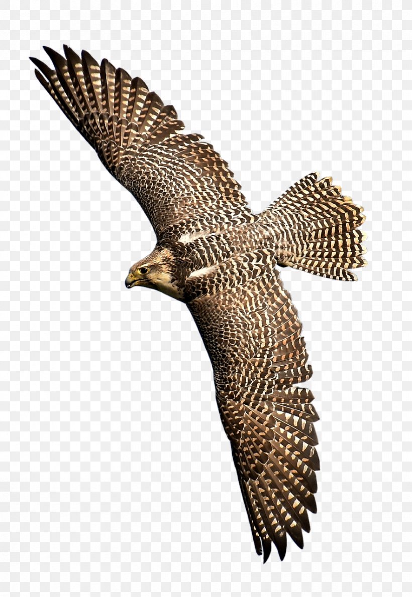 Hawk Bird Of Prey Eagle Falcon, PNG, 882x1280px, Hawk, Accipitriformes, Beak, Bird, Bird Of Prey Download Free