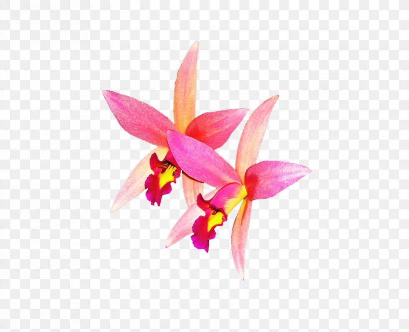 Orchids Flower, PNG, 2332x1896px, Orchids, Art, Cattleya, Cattleya Orchids, Flora Download Free