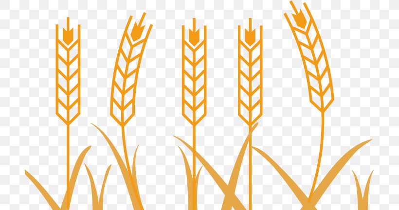 Wheat Photography Illustration, PNG, 718x432px, Wheat, Agriculture, Commodity, Concept, Drawing Download Free