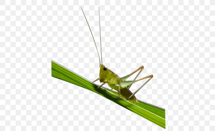 Grasshopper Caelifera Locust, PNG, 500x500px, Grasshopper, Caelifera, Cricket, Cricket Like Insect, Grass Download Free