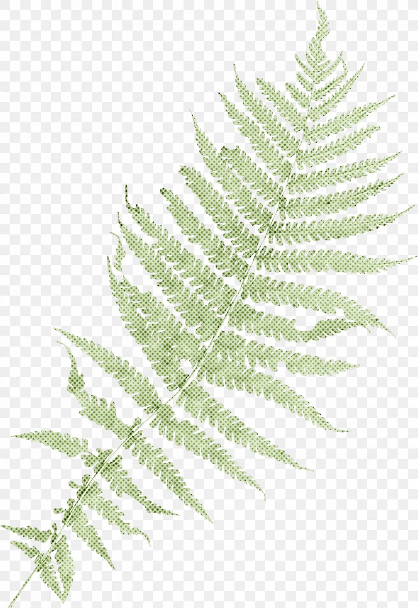 Twig Background, PNG, 1829x2662px, Fern, Botany, Ferns And Horsetails, Flower, Leaf Download Free