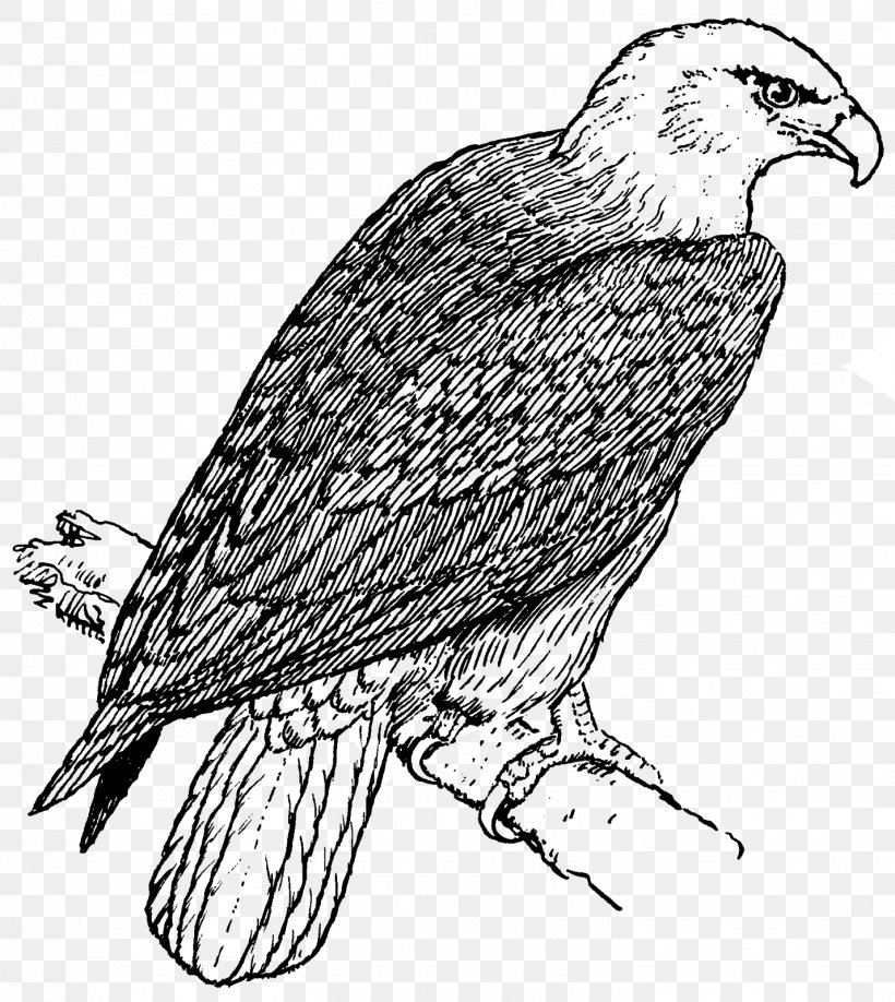 Bald Eagle Coloring Book Child Golden Eagle, PNG, 1428x1600px, Bald Eagle, Accipitriformes, Adult, Artwork, Beak Download Free