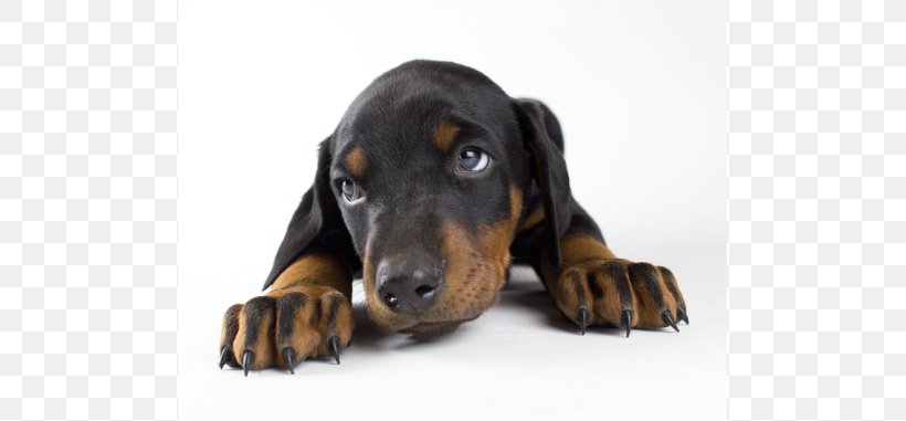 Dobermann Black And Tan Coonhound Smaland Hound Dachshund Polish Hunting Dog, PNG, 793x381px, Dobermann, Austrian Black And Tan Hound, Black And Tan Coonhound, Carnivoran, Coonhound Download Free