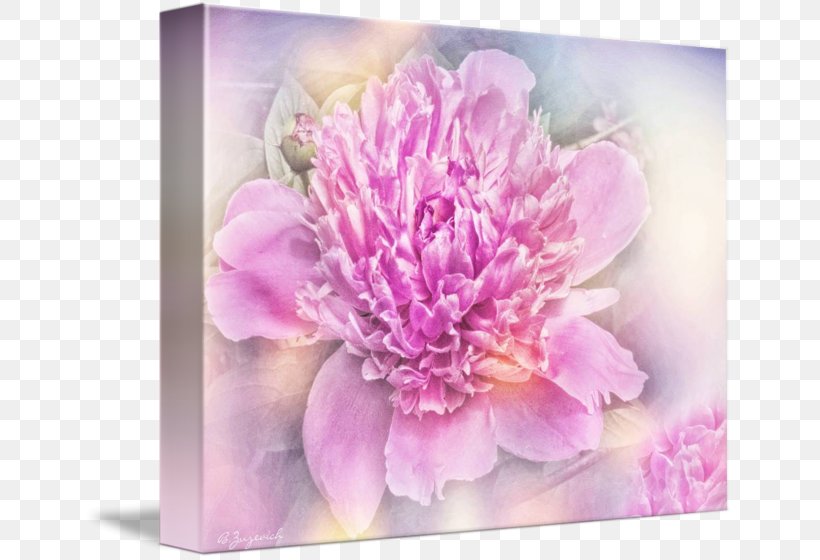 Peony Floral Design Cut Flowers Chrysanthemum, PNG, 650x560px, Peony, Chrysanthemum, Chrysanths, Cut Flowers, Floral Design Download Free