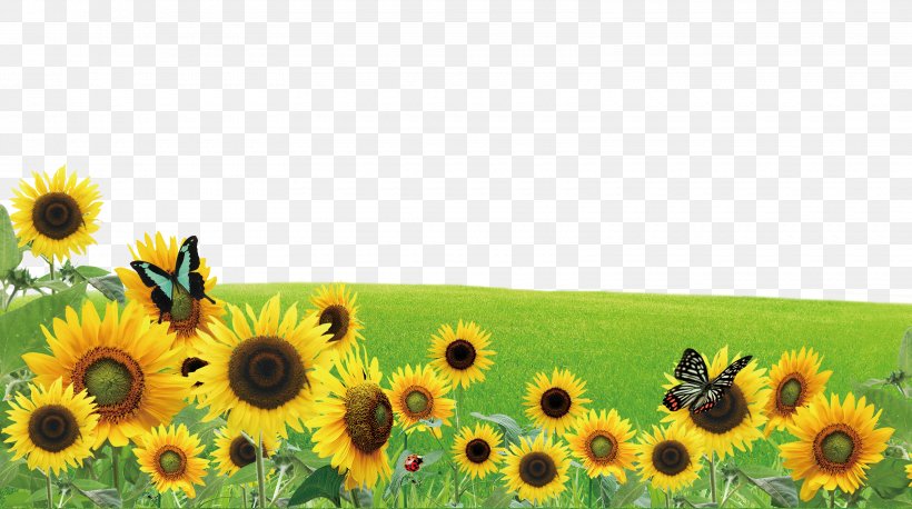 Poster, PNG, 3220x1800px, Poster, Advertising, Annual Plant, Common Sunflower, Daisy Family Download Free