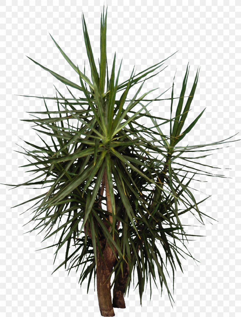Arecaceae Tree Coconut, PNG, 1066x1400px, Arecaceae, Arecales, Borassus Flabellifer, Bract, Coconut Download Free