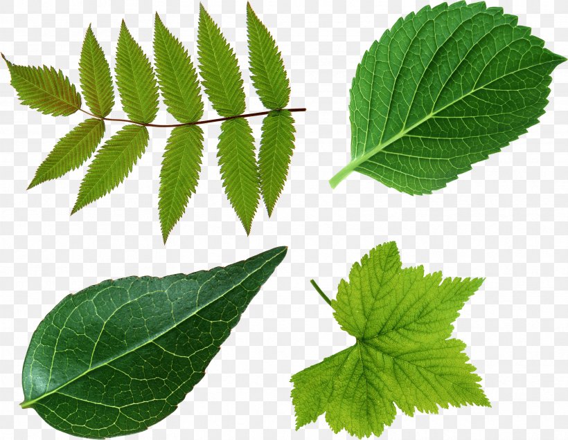 Leaf Green Look At Leaves Clip Art, PNG, 3331x2587px, Look At Leaves, Elm Family, Green, Herbalism, Image File Formats Download Free