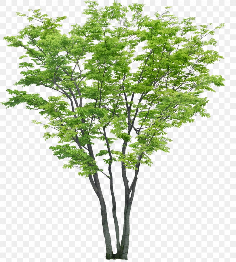 Tree Rendering, PNG, 2243x2500px, Tree, Branch, Computer Graphics, Computeraided Design, Dwg Download Free