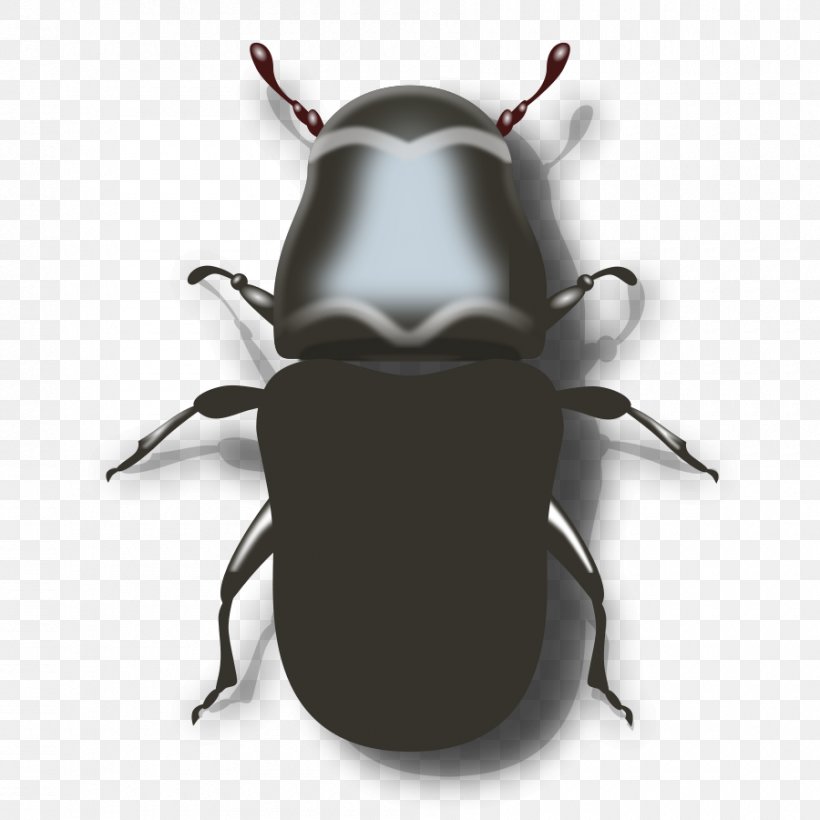 Mountain Pine Beetle Ladybird Clip Art, PNG, 900x900px, Beetle, Arthropod, Cardinal Beetle, Drawing, Dung Beetle Download Free