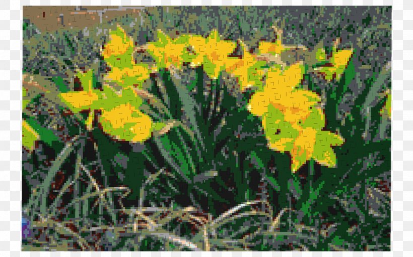 Narcissus Herbaceous Plant Daylily Spring Framework Plants, PNG, 1440x900px, Narcissus, Amaryllis Family, Daylily, Flora, Flower Download Free