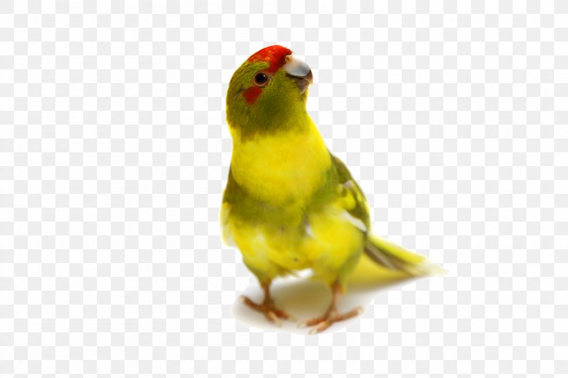 Rosy-faced Lovebird True Parrot Budgerigar, PNG, 2100x1400px, Bird, Beak, Birdcage, Budgerigar, Common Pet Parakeet Download Free