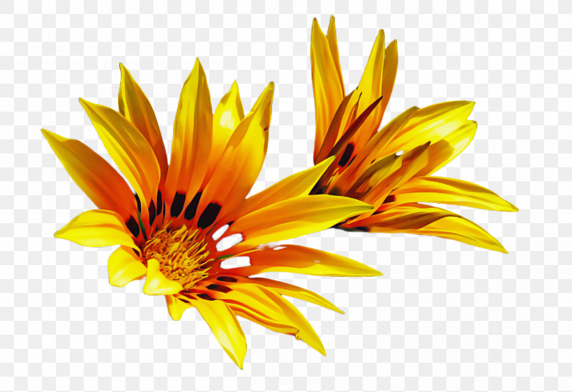 Sunflower, PNG, 2412x1656px, Yellow, Closeup, Flower, Gazania, Gerbera Download Free