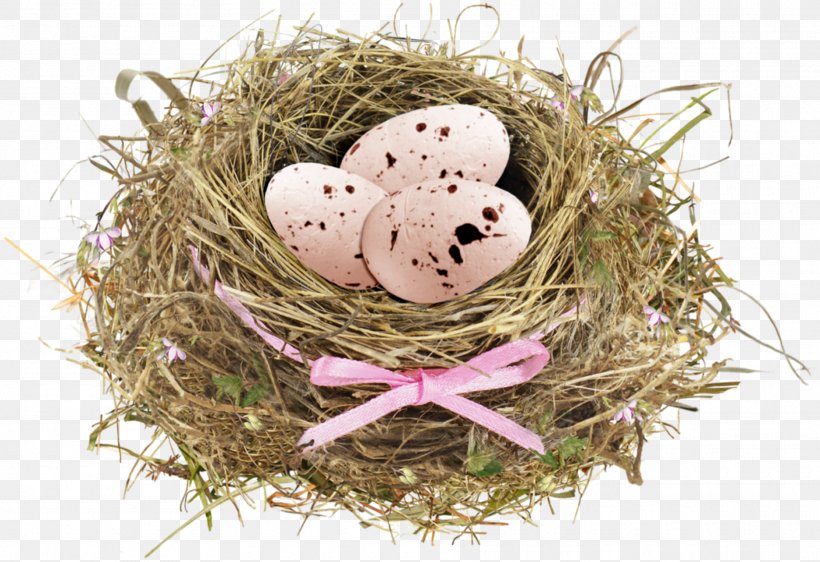Bird Nest Egg, PNG, 1870x1282px, Bird, Bird Nest, Clutch, Dots Per Inch, Egg Download Free