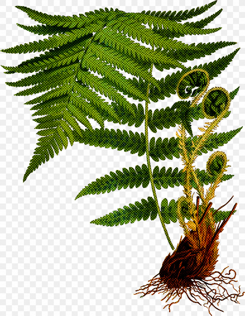 Fern, PNG, 1862x2400px, Ferns And Horsetails, Fern, Flower, Leaf, Mimosa Tenuiflora Download Free