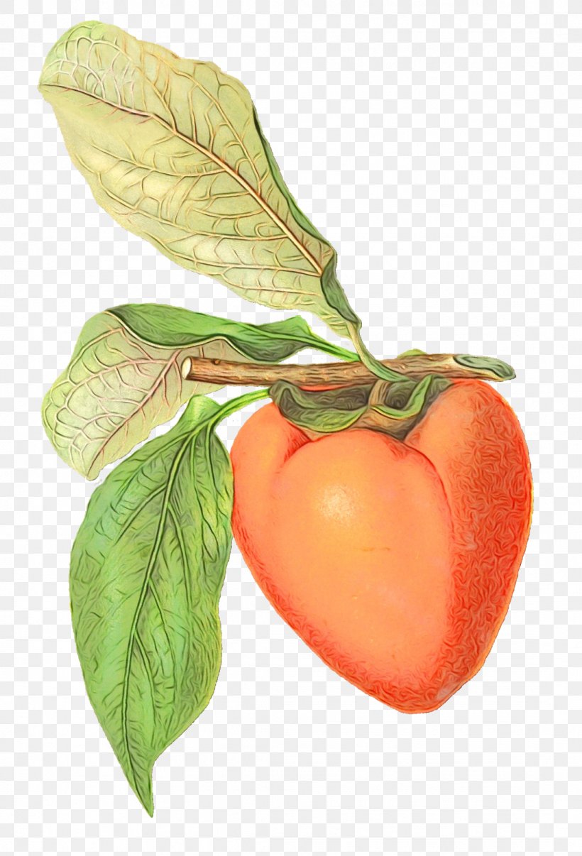 Flower Bush, PNG, 1087x1600px, Tomato, Apple, Berries, Bush Tomato, Clausena Lansium Download Free