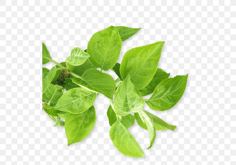 Lemon Basil Spring Greens Herbalism Spinach, PNG, 526x573px, Basil, Herb, Herbalism, Leaf, Leaf Vegetable Download Free