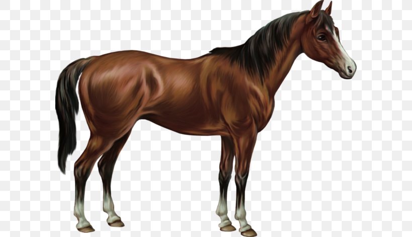 American Quarter Horse Australian Stock Horse Batak Pony Equestrian, PNG, 600x472px, American Quarter Horse, Australian Stock Horse, Bit, Breyer Animal Creations, Bridle Download Free
