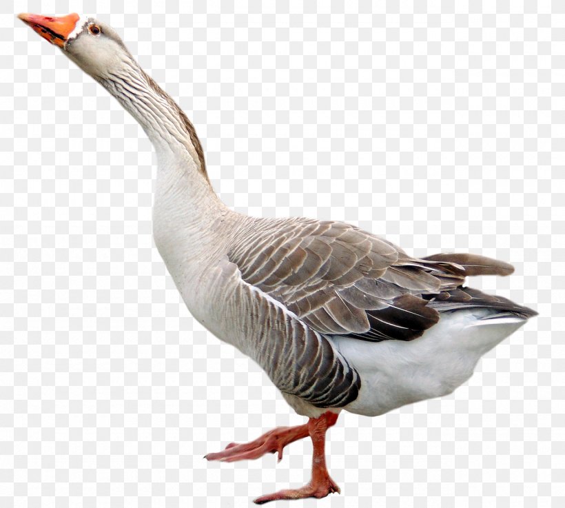 Goose Bird, PNG, 1280x1151px, Goose, Beak, Bird, Display Resolution, Duck Download Free
