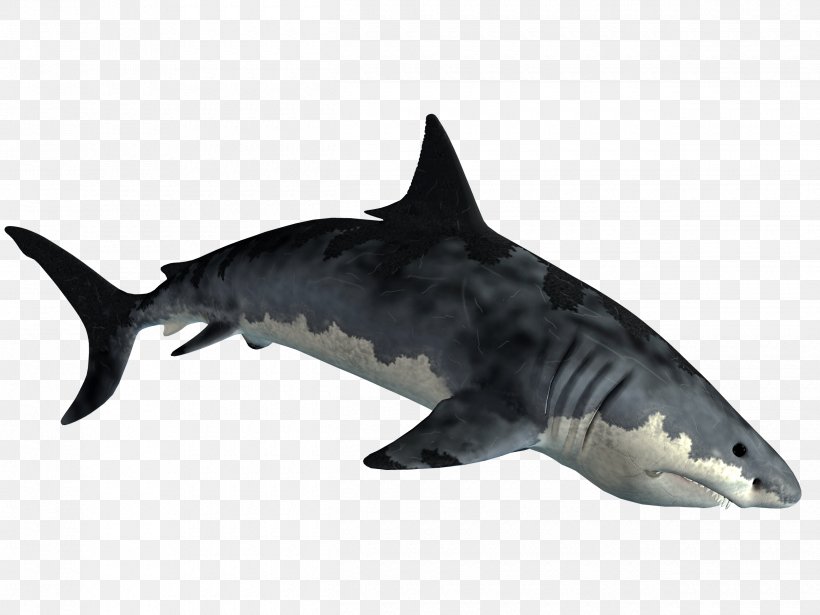 Requiem Shark Lamnidae Fish Tiger Shark, PNG, 2500x1875px, Requiem Shark, Animal, Carcharhiniformes, Cartilaginous Fish, Chondrichthyes Download Free