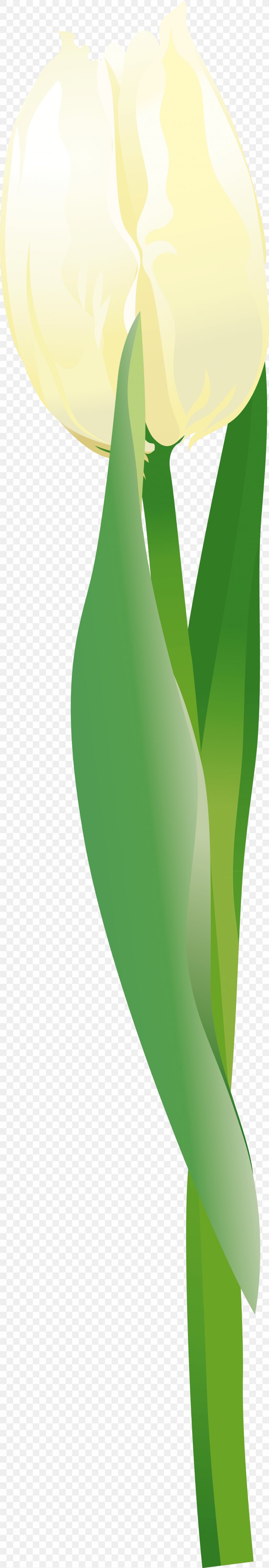 Arum Lilies Green Clip Art, PNG, 1272x7417px, Arum Lilies, Alismatales, Arum, Flora, Flower Download Free