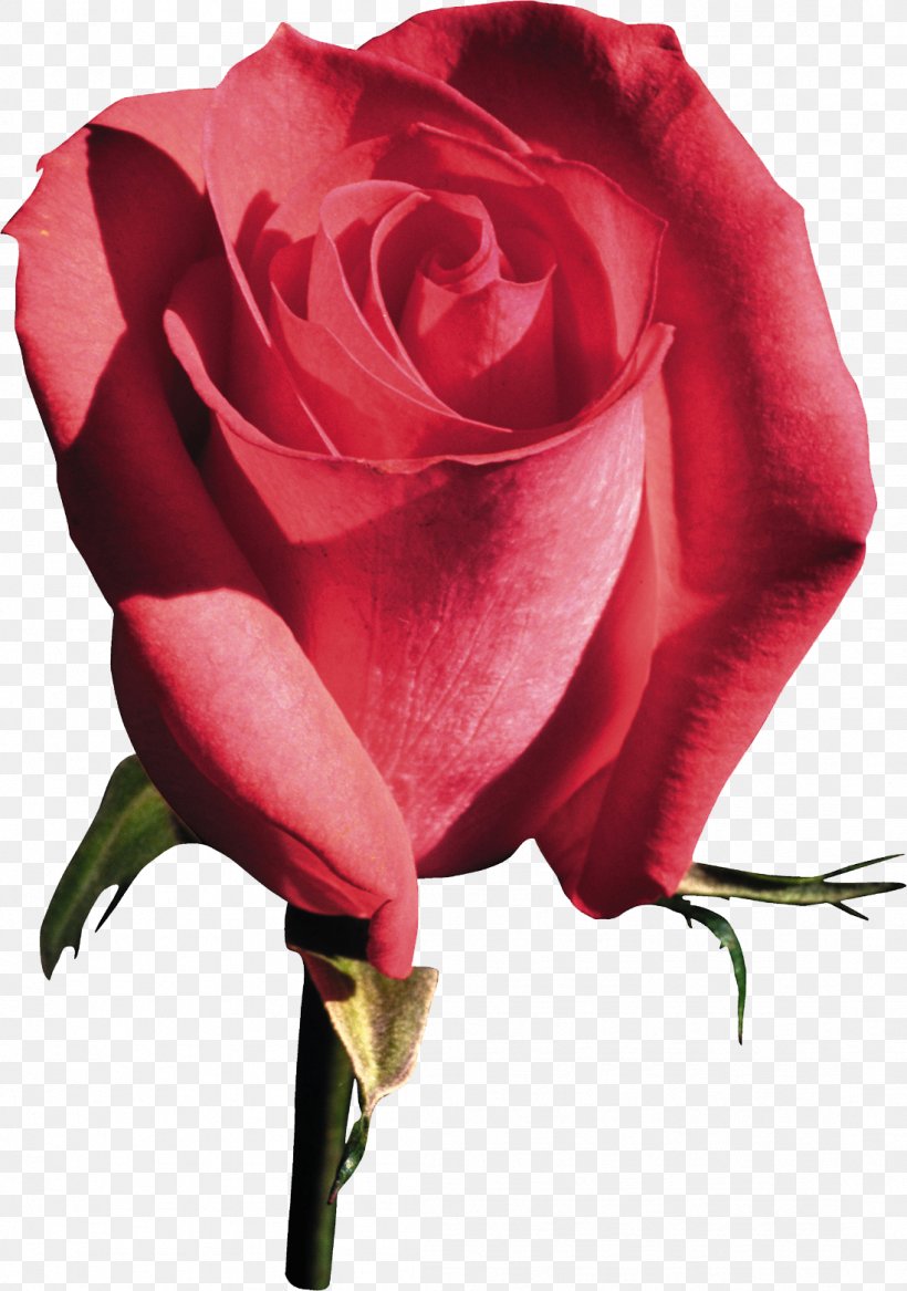 Beach Rose Garden Roses Flower Clip Art, PNG, 1098x1563px, Beach Rose, China Rose, Close Up, Cut Flowers, Floribunda Download Free