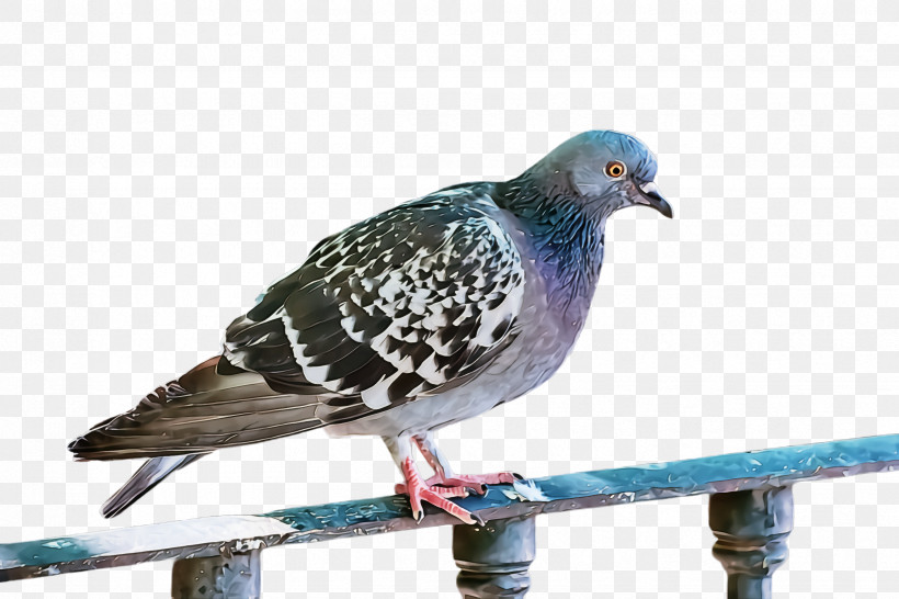 Bird Stock Dove Rock Dove Pigeons And Doves Beak, PNG, 2448x1632px, Bird, Beak, Pigeons And Doves, Rock Dove, Stock Dove Download Free