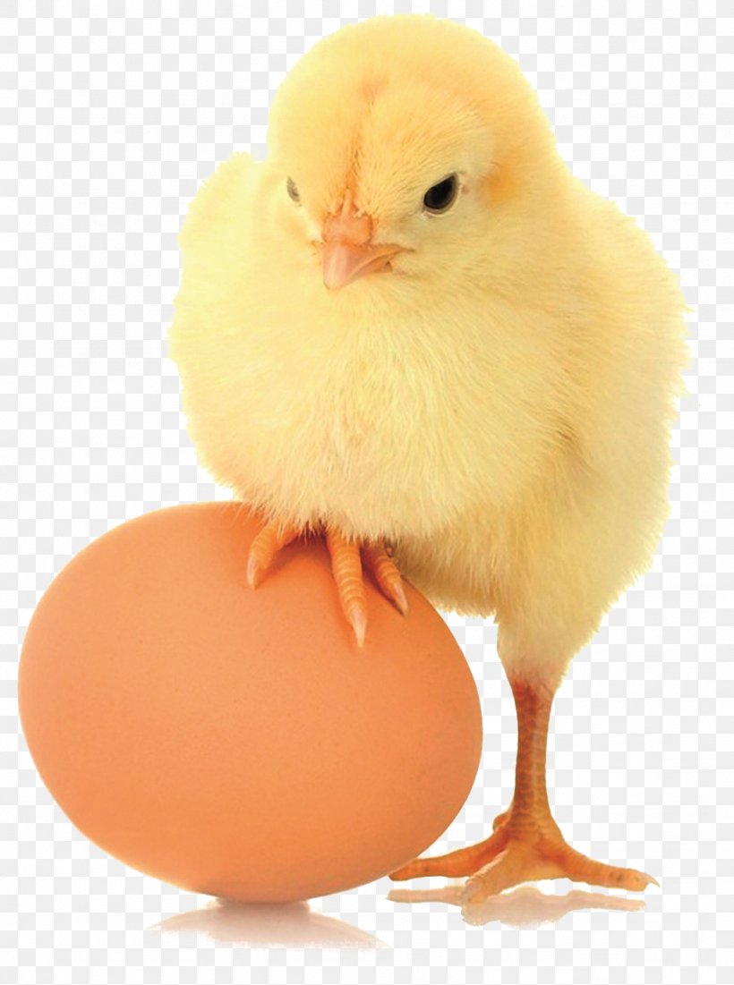 Chicken Broiler Biova, LLC Poultry Livestock, PNG, 1024x1375px, Chicken, Beak, Bird, Broiler, Egg Download Free