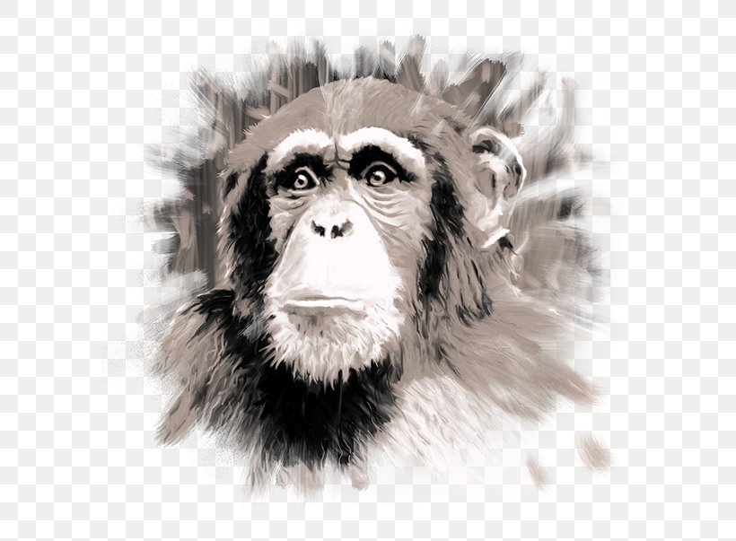 Common Chimpanzee /m/02csf Drawing Monkey Fauna, PNG, 600x603px, Common Chimpanzee, Black And White, Chimpanzee, Drawing, Fauna Download Free