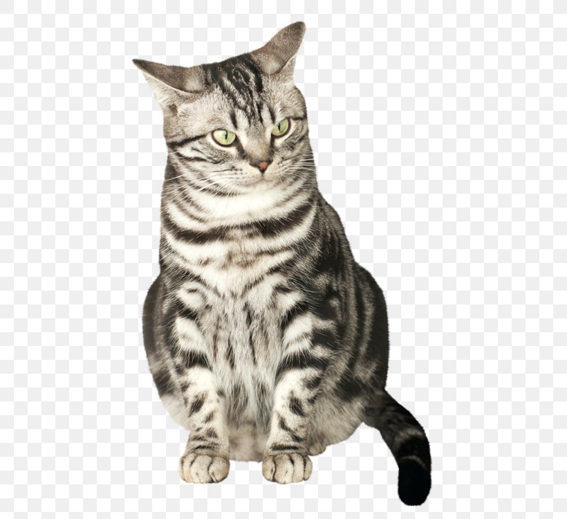 Dragon Li American Shorthair Pixie-bob Kurilian Bobtail American Bobtail, PNG, 750x750px, Dragon Li, American Bobtail, American Shorthair, American Wirehair, Asian Download Free