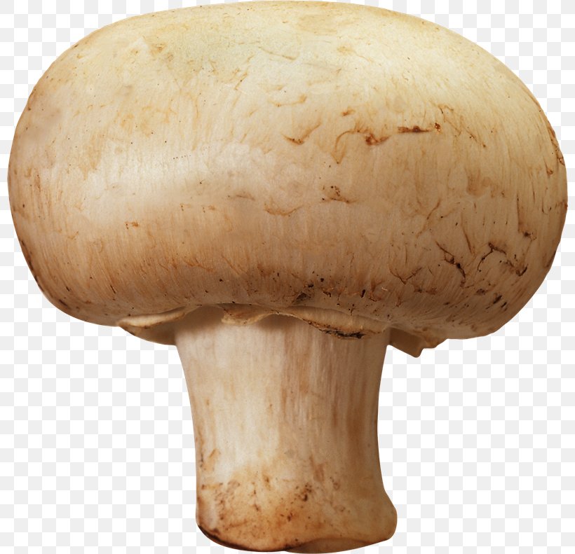 Edible Mushroom Common Mushroom Clip Art, PNG, 800x791px, Mushroom, Agaricaceae, Agaricomycetes, Agaricus, Champignon Mushroom Download Free