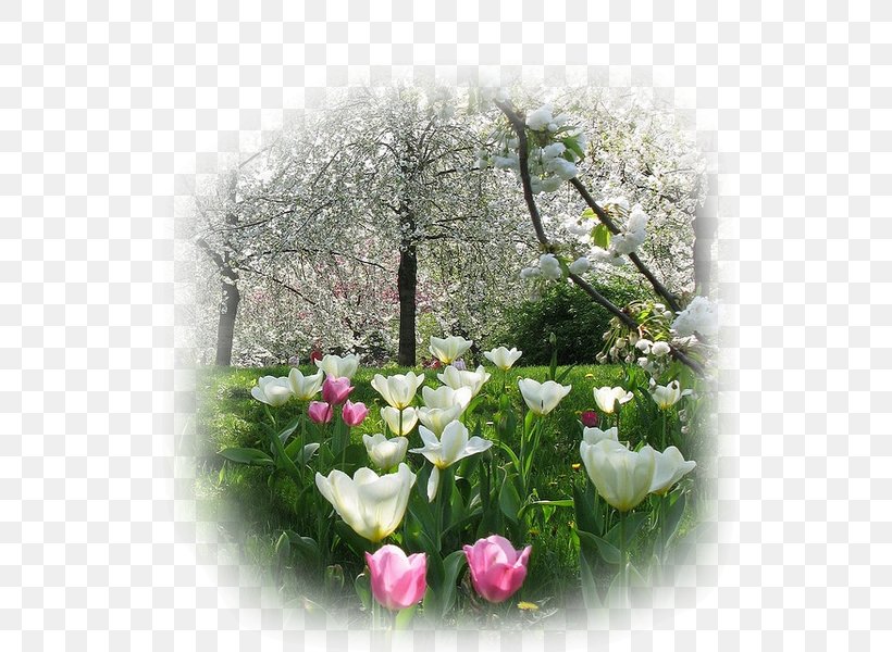 Flower Garden Spring Video, PNG, 532x600px, Flower, Cut Flowers, Flora, Floral Design, Floristry Download Free